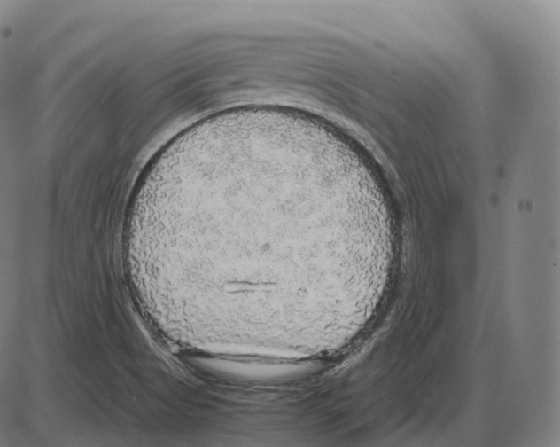 X0000083981513200703161544