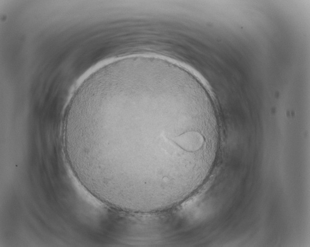 X0000083981526200703161544