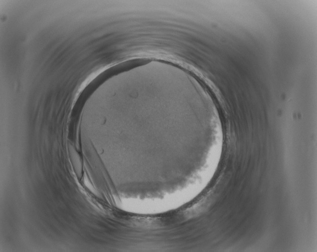 X0000083981529200703161544