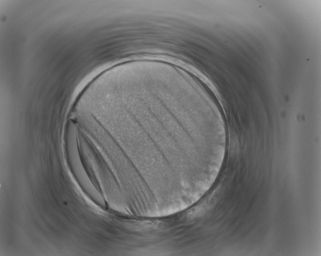 X0000083981533200703161544