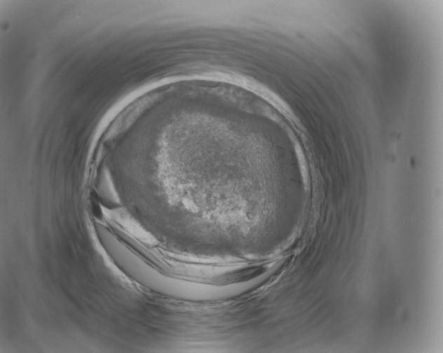 X0000083981536200703161544