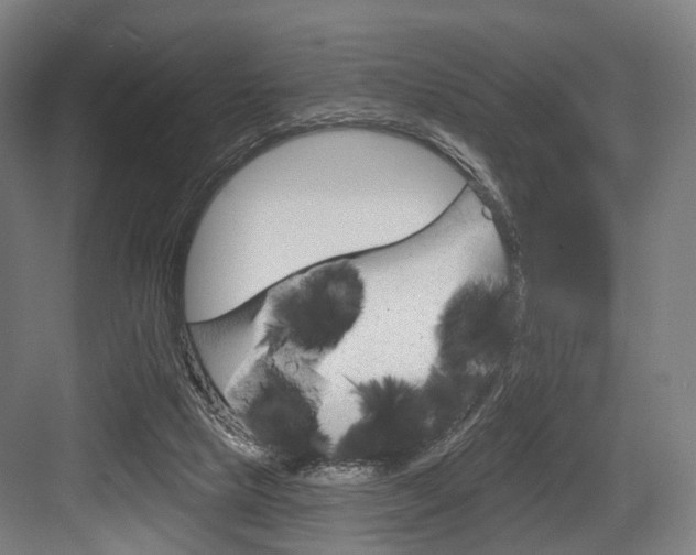 X0000083990065200702160741