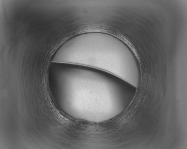 X0000083990385200702160736