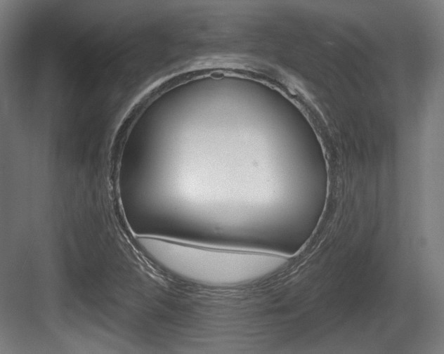 X0000083991312200702160720