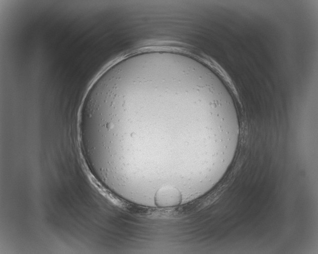 X0000083991386200702160719