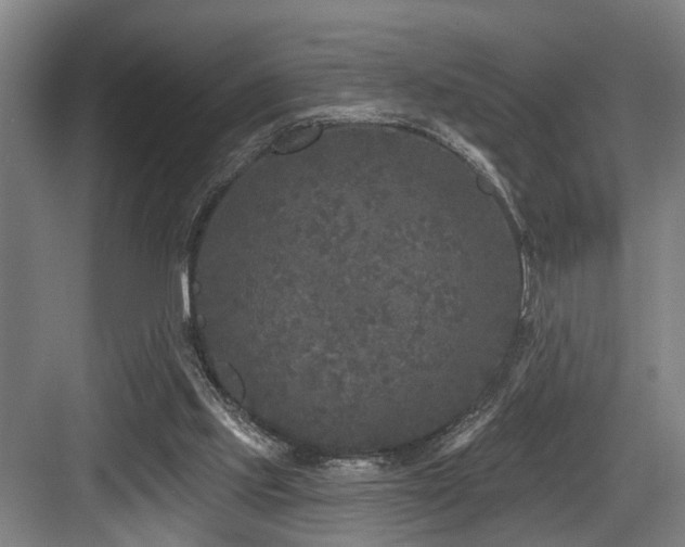 X0000083990061200702161143