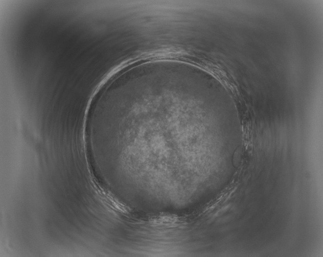 X0000083990196200702161141