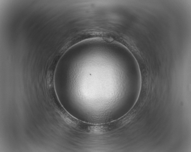 X0000083990273200702161140