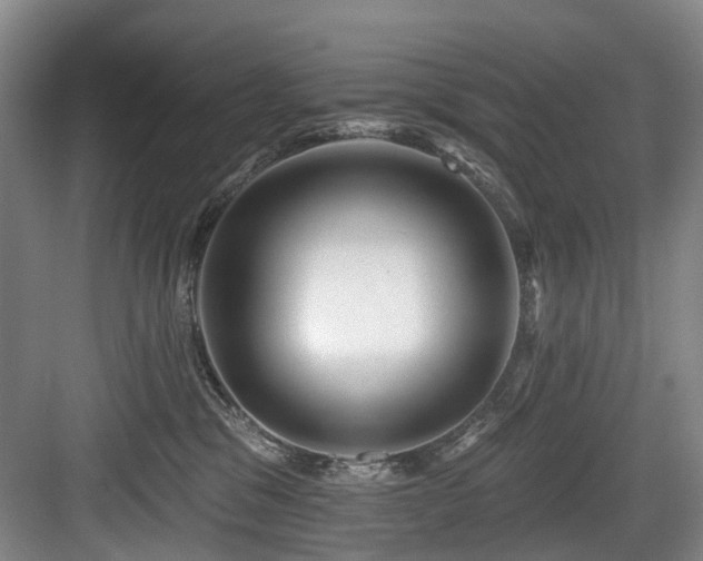 X0000083990329200702161139