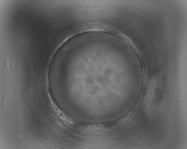 X0000083990386200702161138