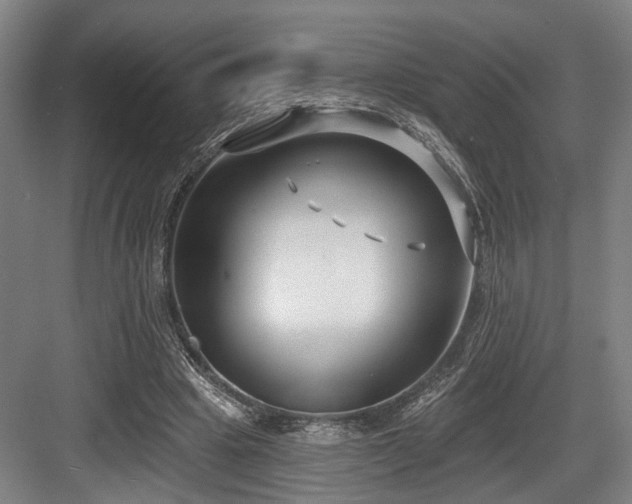 X0000083990441200702161136