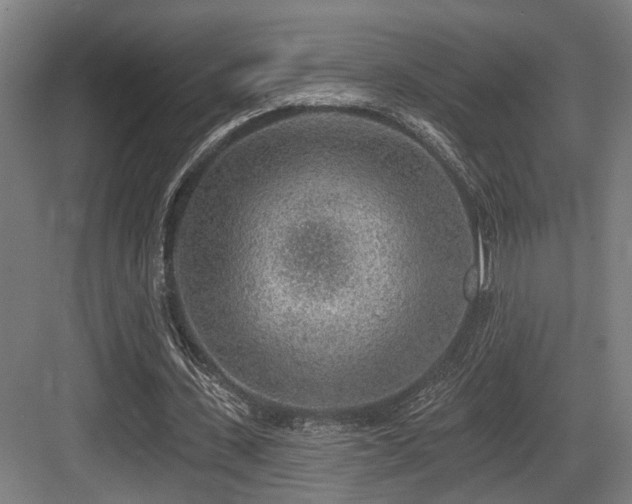 X0000083990531200702161135