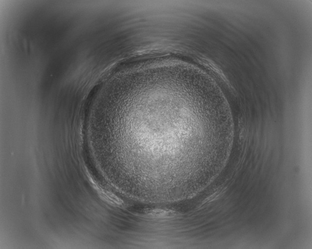 X0000083990542200702161135