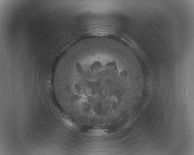 X0000083990553200702161135