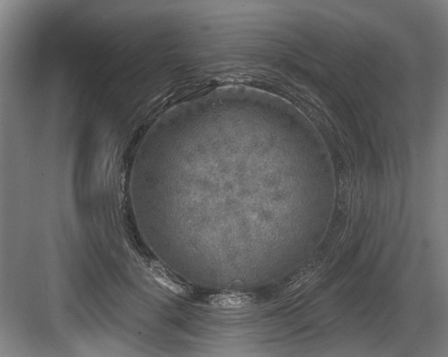 X0000083990652200702161134