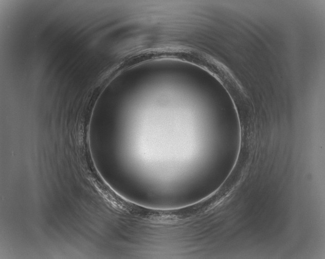 X0000083990833200702161130