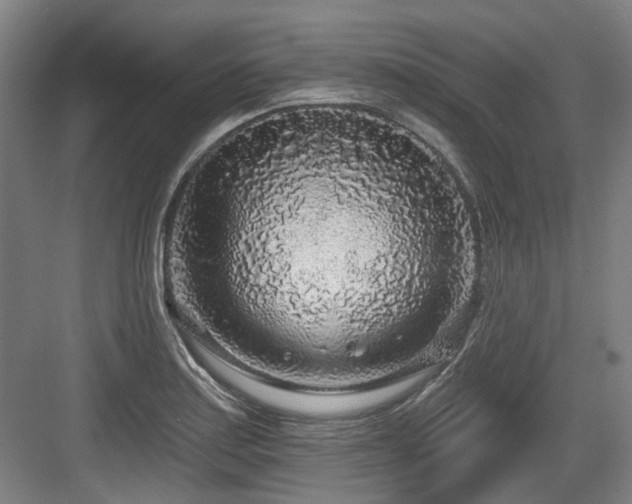 X0000083991179200702161125