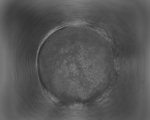 X0000083990196200702232120