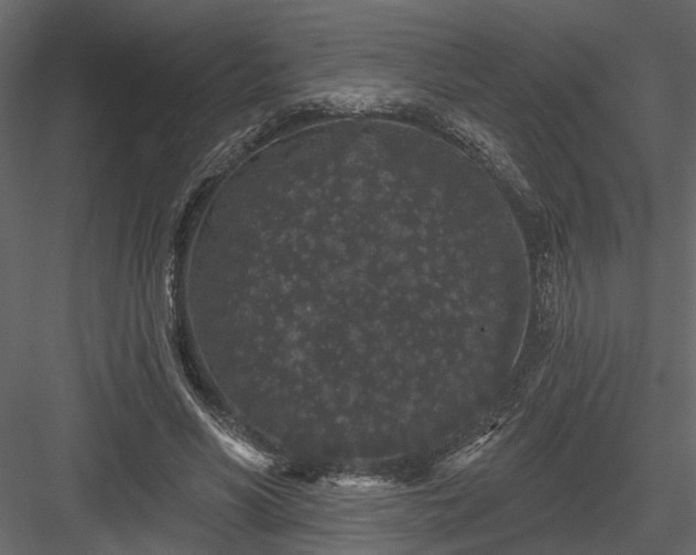 X0000083990590200702232113