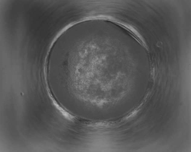 X0000083991054200702232106