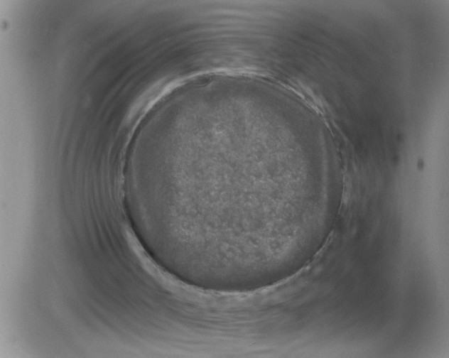 X0000083990002200703021951