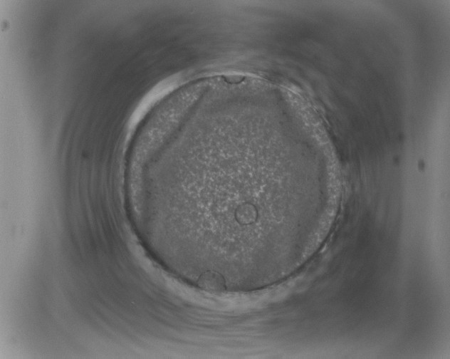 X0000083990006200703021951