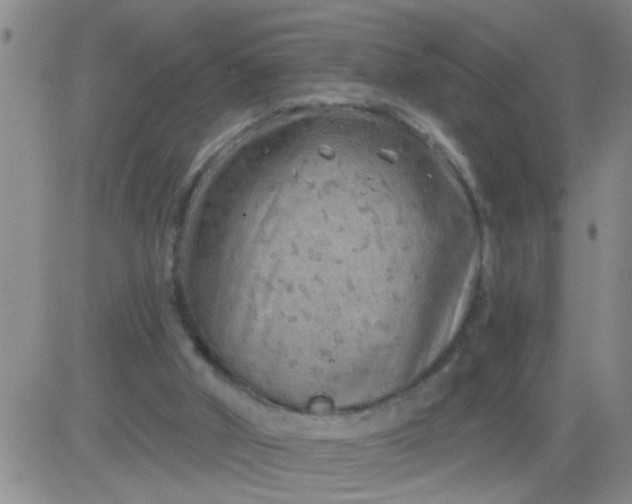 X0000083990010200703021951