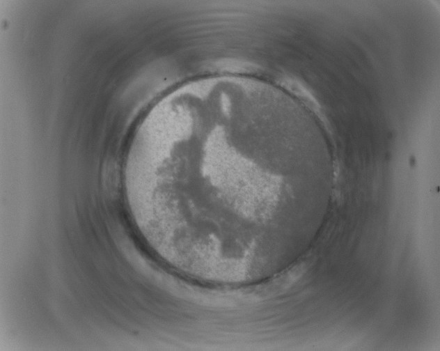 X0000083990012200703021951