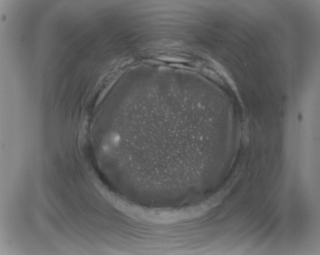 X0000083990018200703021951