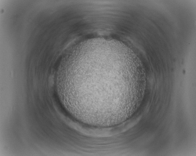 X0000083990032200703021951