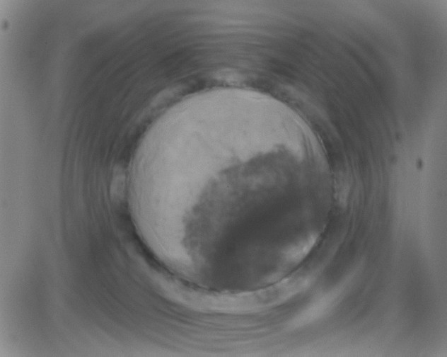 X0000083990036200703021951