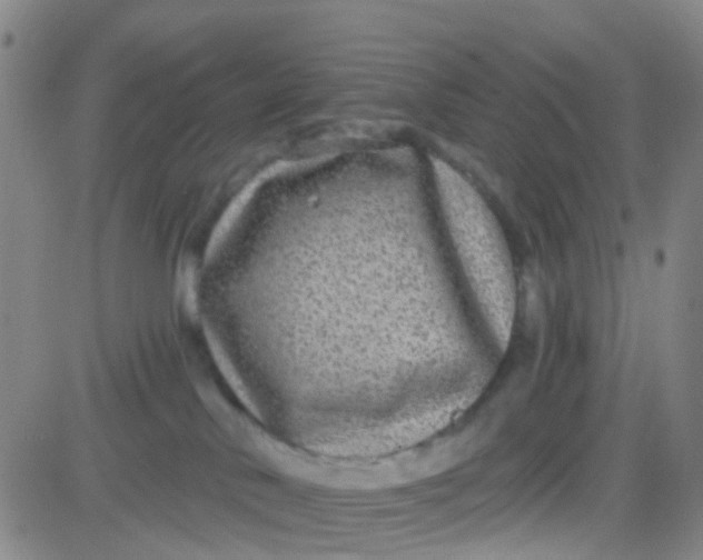 X0000083990042200703021951