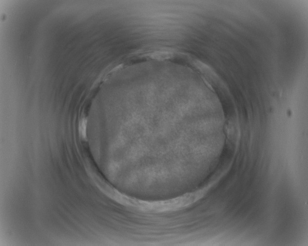 X0000083990046200703021951