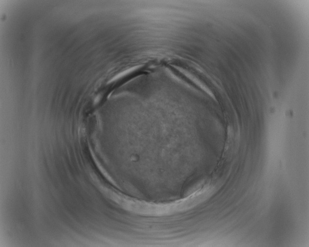 X0000083990048200703021950