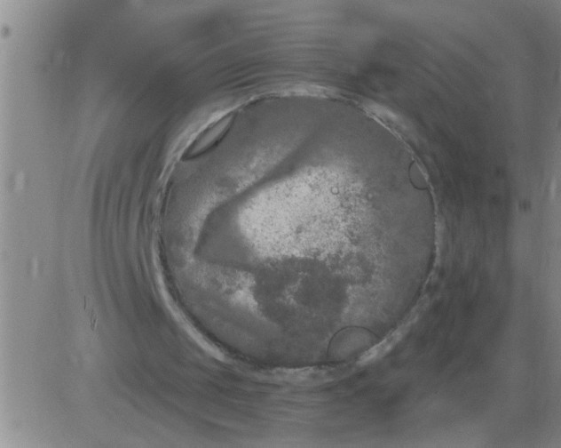 X0000083990049200703021950