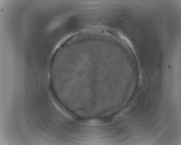 X0000083990059200703021950