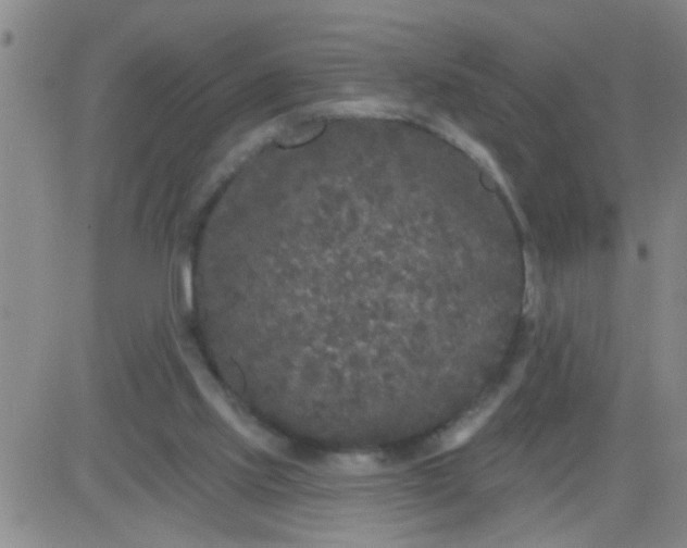 X0000083990061200703021950