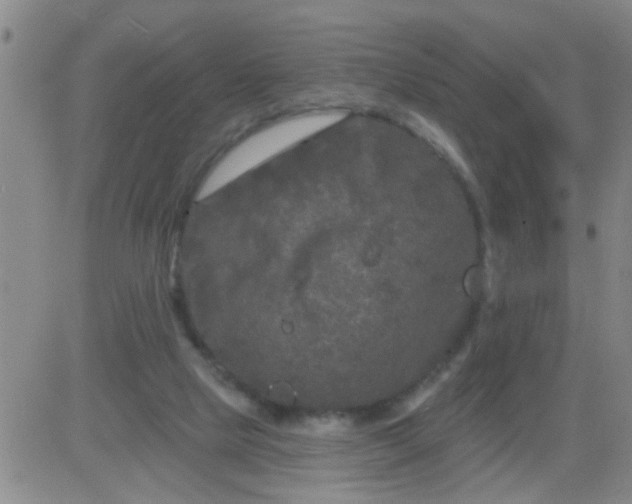 X0000083990065200703021950