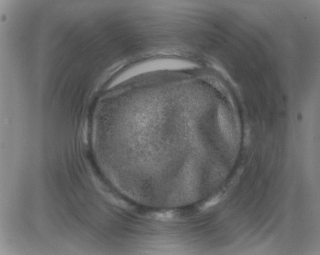 X0000083990068200703021950