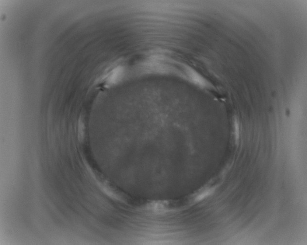 X0000083990080200703021950