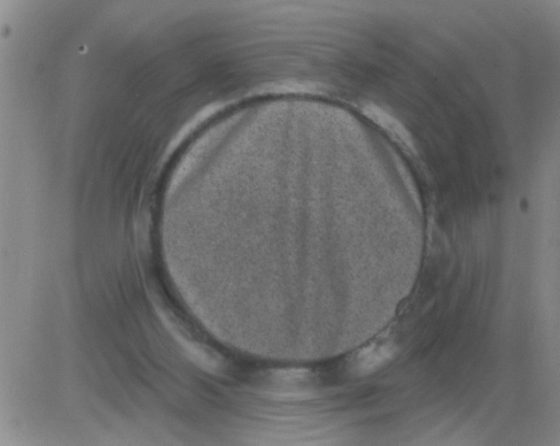 X0000083990108200703021950