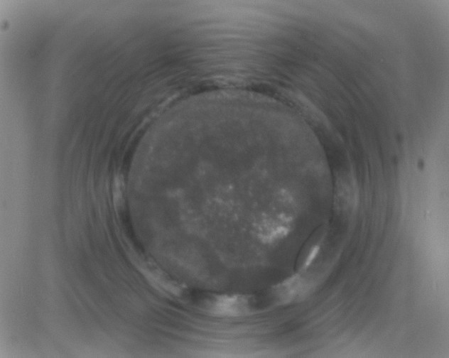 X0000083990130200703021949