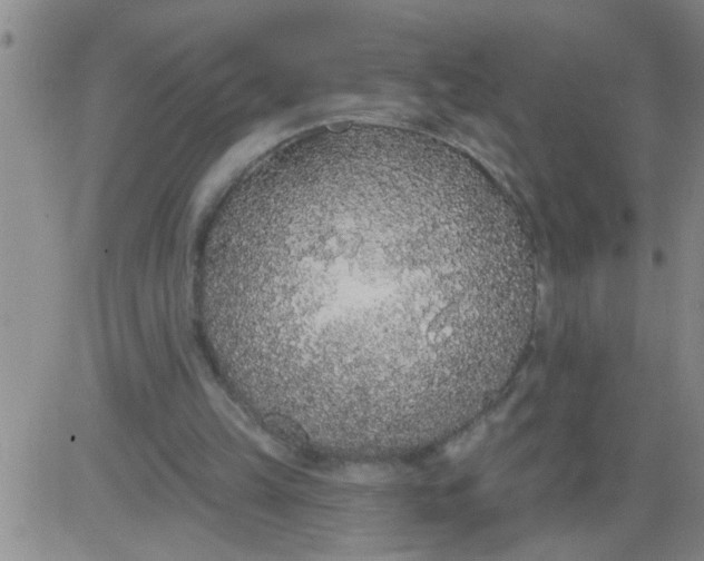 X0000083990149200703021948