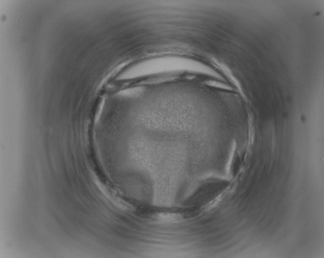 X0000083990154200703021948