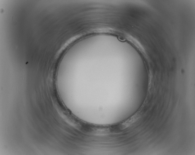 X0000083990155200703021948