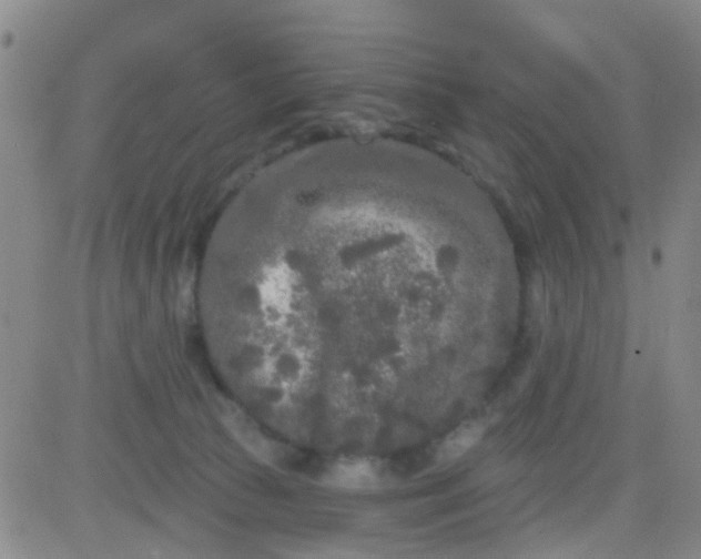 X0000083990177200703021949