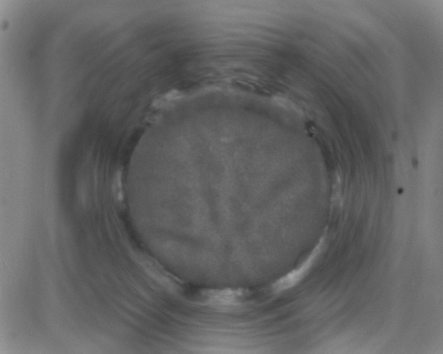 X0000083990182200703021949