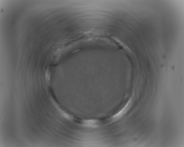 X0000083990192200703021949