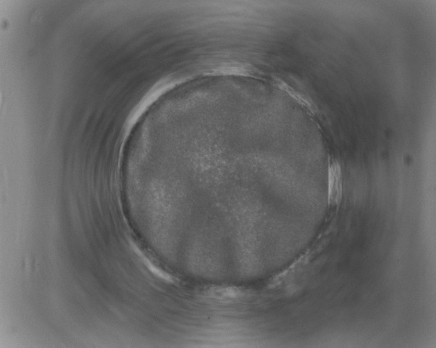 X0000083990195200703021948