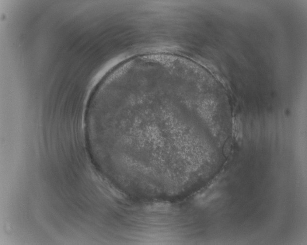 X0000083990196200703021948